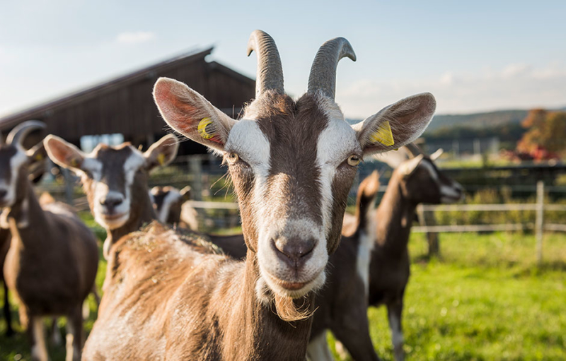 Bioziegenkäse Trumpfheller